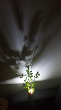sombra carcaça vaso planta pinshape casa decoração lightshade diodo emissor luz pote pot plantadeira 3d print model - Mito3D