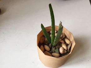 Pflanzer pinshape Natur Dekor brahmabeej pflanze Töpfen Anlage vase 3d print model - Mito3D