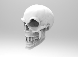 male cranio pinshape scheletro monster 3d print model - Mito3D