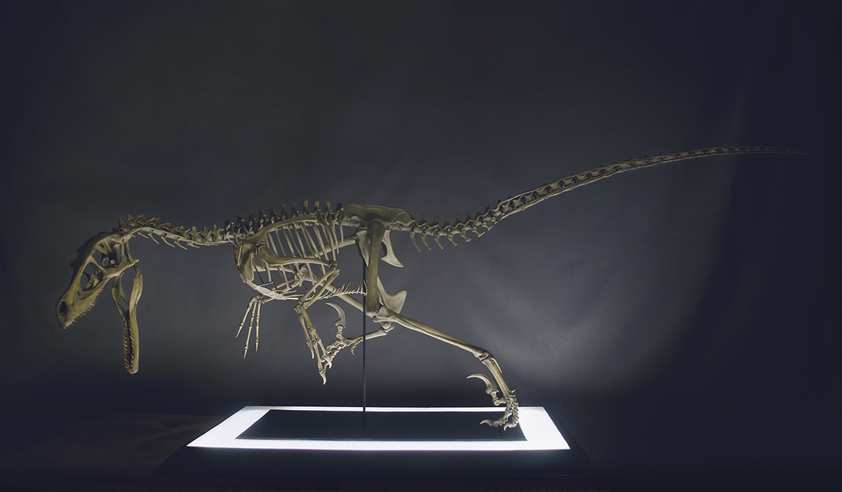 size velociraptor skeleton part04 05 pinshape creature bones skull raptor dinosaur 3D print model - Mito3D