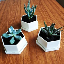 flower pot succulents pinshape 3d-design 3d print model - Mito3D