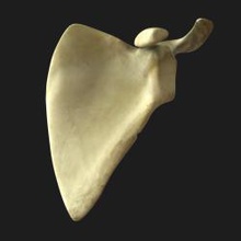 escápula pinshape medicación diente humanos huesos dientes médica medieval 3d print model - Mito3D