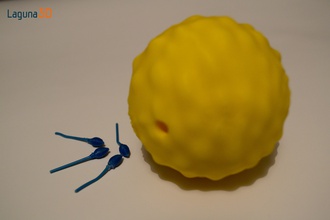 ovum sperm pinshape period cience biology reproductive-system 3d print model - Mito3D