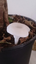 brilhante cogumelos chanterelle pinshape cogumelo 3d print model - Mito3D