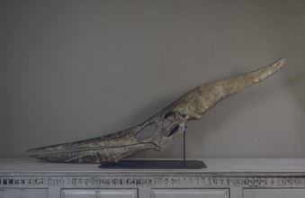 boyutu pteranodon fosil kafatası part01 06 pinshape pt rosaure dinosaure canavar Müzesi Muş ducation ducatif eğitim bilimsel kısa bilim paleo paleontoloji dostum ontologie pal biyoloji modeli biologie yaratılış Kretase cretace jurassicpark jurassic dekoratif deco yaratık dinozor kemik pterosaur 3d print model - Mito3D