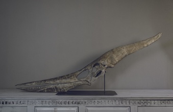 boyutu pteranodon fosil kafatası 3 Windows Live 06 pinshape yüksek poly detay çözünürlüklü Kretase cretace jurassicpark jurassic eğitim ducation ducatif biologie biyoloji kısa bilimsel bilim modeli paleontoloji paleo dostum ontologie pal Muş Müzesi squelette cr canavar dekoratif deco dinozor kemikler kemik yaratık pterosaur 3d print model - Mito3D