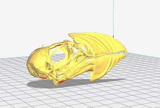 martı kafatası pinshape kuşlar 3d print model - Mito3D