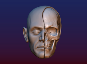 face skull pinshape human half-skull half-face head skullface 3d print model - Mito3D
