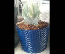 spirale vaso fiori pinshape fiore cactus 3d print model - Mito3D