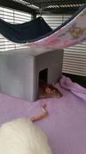 küçük hayvan evi fareler pinshape hamster kemirgen sıçan evcil pet fare ev 3d print model - Mito3D
