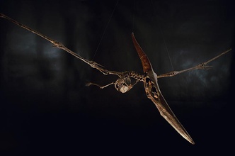 pteranodonte scheletro part01 03 forma spillo creatura animale pterosauro cranio fossile replica paleoart paleontologia Jurassic Park dinosauro 3d print model - Mito3D