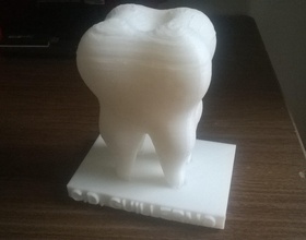 denti umani pinshape medico ossa umana dente 3d print model - Mito3D
