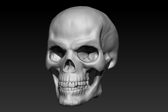 human skull realistic teeth tooth jaw bones skeleton anatomy 3d print model - Mito3D