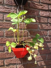 hanging garden type 3 pinshape strawberry strab kitchen herbs basket adjustable 3d print model - Mito3D