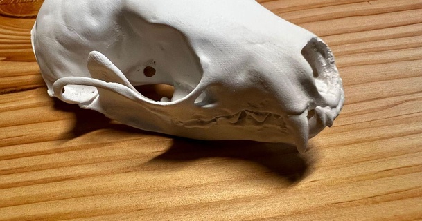 cráneo europeo pino marta martes dibujobiólogo descargar gratis stl modelo imprimiblescom 3d modelos Arte diseño esculturas animal craneo 3d print model - Mito3D