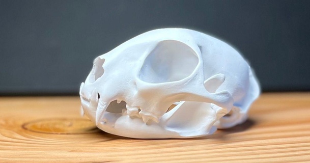 skull european wild cat felis silvestris drawingbiologist download free stl model printablescom 3d models art & design sculptures anatomy animal animalskull biology 3d print model - Mito3D