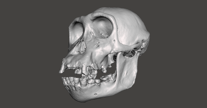 chimpanzee skull - pan troglodytes verus dr valchanov download free stl model printablescom 3d models world & scans animals anatomical anatomy bones 3d print model - Mito3D