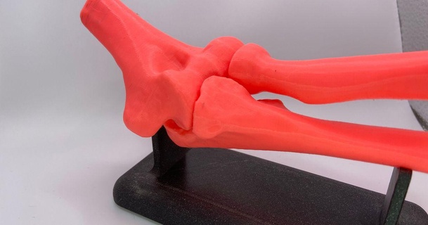 elbow model stand pippa download free stl printablescom 3d models learning chemistry & biology 3d print model - Mito3D