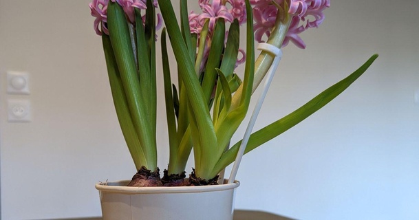 plante soutien 200mm Alexis Télécharger libre stl modèle imprimablescom 3d modèles Ménage Extérieur jardin support plantes 3d print model - Mito3D
