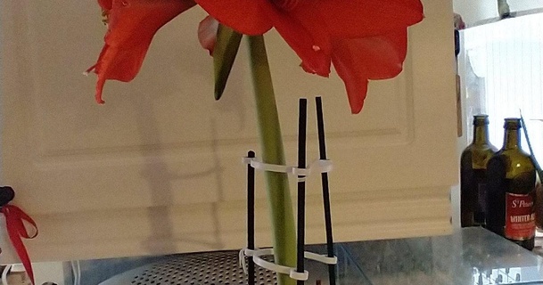 Jawohl Amarillys Unterstützung Syspeg download frei stl Modell Printablescom 3d Modelle Haushalt draussen Garten Amaryllisunterstützung Blumensupport 3d print model - Mito3D