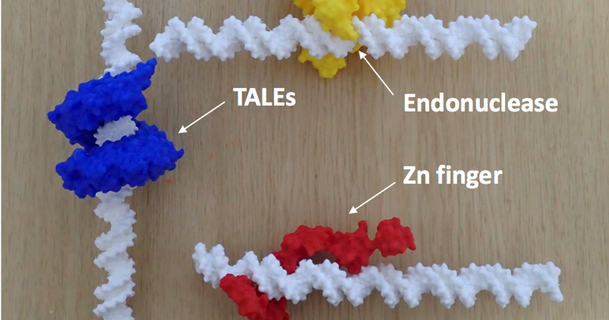 conjunto proteína dominios leyendo adn secuencia efector zn dedo eco ri endonucleasa marius suerte descargar gratis stl modelo imprimiblescom 3d modelos aprendizaje química 3d print model - Mito3D