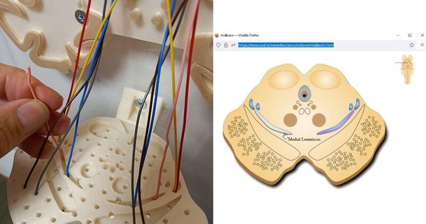 Wirbelsäule Kabel Wege Modell Neurohacks download frei stl Printablescom 3d Modelle Lernen Chemie Biologie Anatomie Gehirn Neuron Neurowissenschaften 3d print model - Mito3D