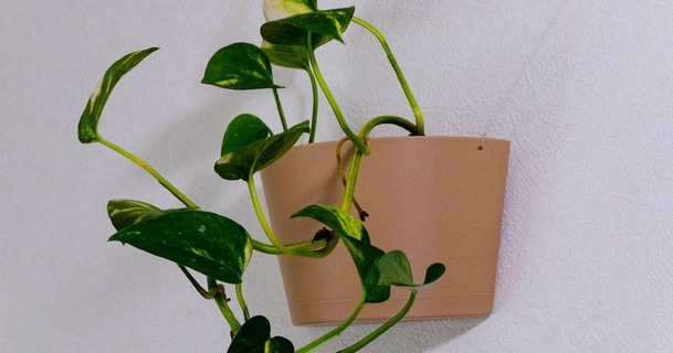 duvar asılı ekici İş karakurbağası indir Bedava stl model printablescom 3d modeller ev halkı dış mekan Bahçe kapalı bitki indoorplanter 3d print model - Mito3D