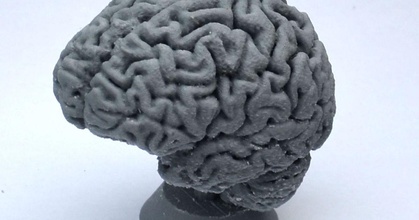 umano cervello clav timone Scarica gratuito stl modello printablescom 3d Modelli mondo scansioni 3d print model - Mito3D