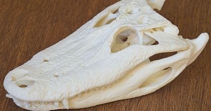 caimán cráneo clav timón descargar gratis stl modelo imprimiblescom 3d modelos aprendizaje química biología 3d print model - Mito3D