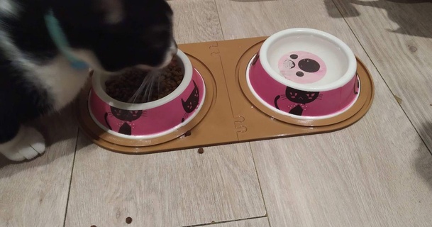 pet bowl holder annoya download free stl model printablescom 3d models household pets cat dog 3d print model - Mito3D