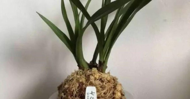 furan orchid pot win's designs download free stl model printablescom 3d models household house equipment houseplants orchidpot planter 3d print model - Mito3D