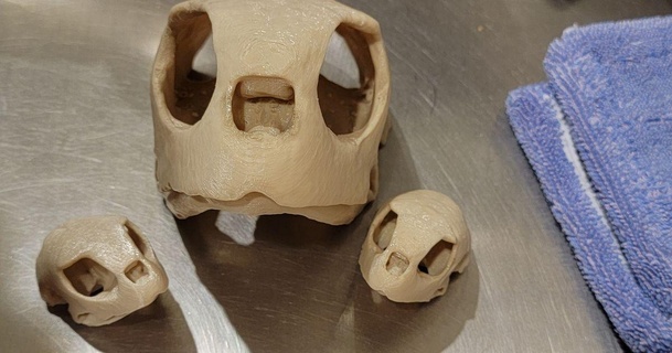 green sea turtle skull noob 42 download free stl model printablescom 3d models learning objects 3d print model - Mito3D