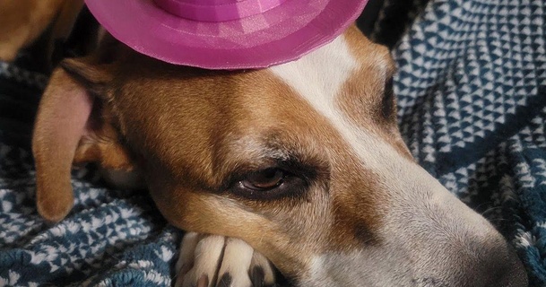 perrito vaquero sombrero collander descargar gratis stl modelo imprimiblescom 3d modelos casa mascotas perro perros 3d print model - Mito3D