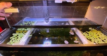 10 gallon réservoir flottant plante cloison mat Télécharger libre stl modèle imprimablescom 3d modèles Ménage animaux domestiques 10gallon aquarium 3d print model - Mito3D
