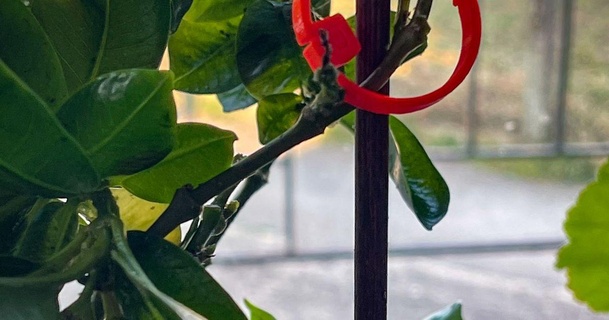 planta maceta fijación clips pflanzen sujeción patrickzell descargar gratis stl modelo imprimiblescom 3d modelos casa aire libre jardín befestigung sujetadores 3d print model - Mito3D