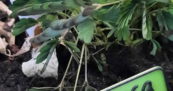 mimosa pudica panneau jardín jerry Scarica gratuito stl modello printablescom 3d Modelli domestico all'aperto giardino frutta verdura pannello 3d print model - Mito3D
