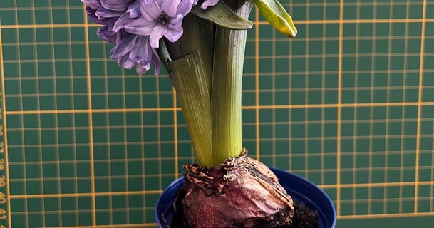 vaso fiori ciotola parametrico silenzioso Scarica gratuito stl modello printablescom 3d Modelli domestico all'aperto giardino fiore Piano 3d print model - Mito3D