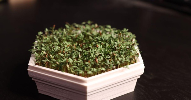 cresson graine planteur Télécharger libre stl modèle imprimablescom 3d modèles Ménage cuisine Indoorplanter ensemencement 3d print model - Mito3D