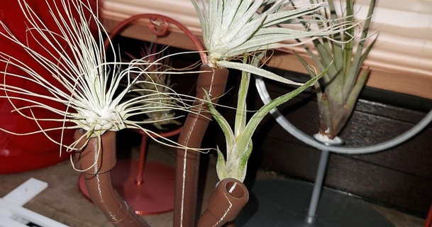 colgador plantas aéreas moderno estilo migo design 3D modelos casa vivo habitación planta aire tillandsia 3d print model - Mito3D