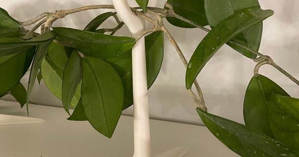 hoya vine pothos ivy riser andrew k 3D Models Household Outdoor & Garden lifting prop 3d print model - Mito3D
