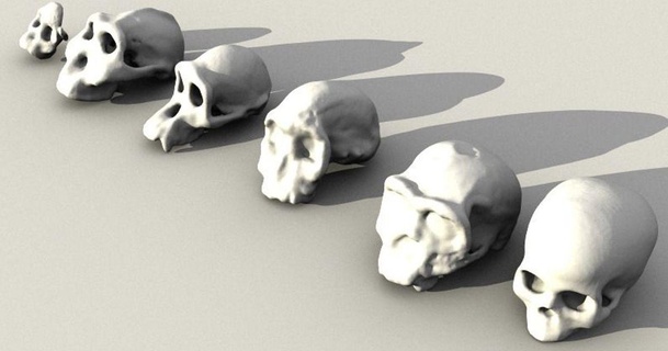 evolutionary skulls set sjpiper145 3D Models Learning Chemistry & Biology africanus biology boisei educational erectus 3d print model - Mito3D