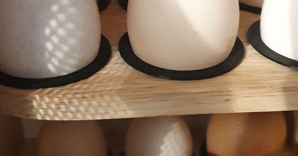 piccolo uovo Conservazione rondella marlywong 3D Modelli domestico cucina scatola uova 3d print model - Mito3D