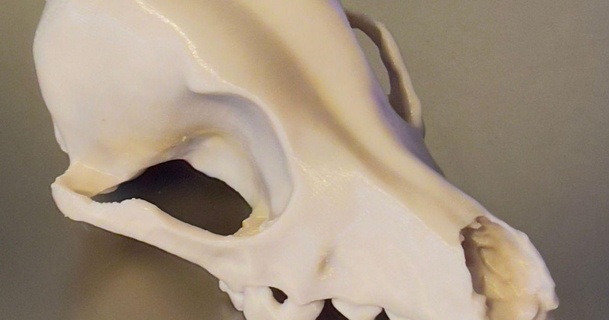 bitey remeshed public domain dog skull joshua's oddities 3D Models Costumes & Accessories Props skeleton 3d print model - Mito3D