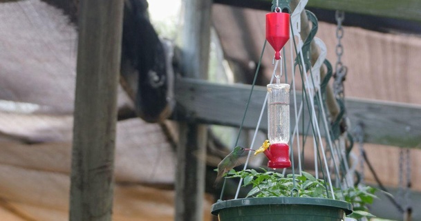 colibrì alimentatore fossato formiche fannullone 3D Modelli domestico all'aperto giardino impollinatore benefico 3d print model - Mito3D