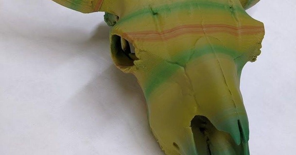 bufalo nord americano bisonte cranio nic randy 3D Modelli mondo scansioni animali 3d print model - Mito3D