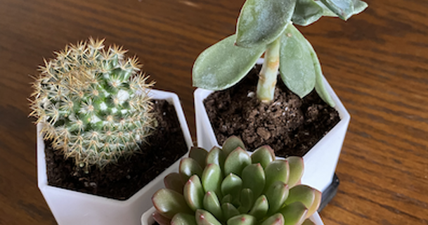 succulenta fioriera pentola futurodwight 3D Modelli domestico all'aperto giardino cactus impianti thingiverse 3d print model - Mito3D