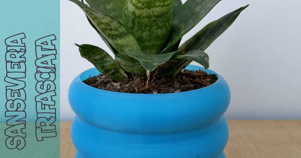 potb 06 3dcua 3D Models Art & Design Other Designs pot plantpot maceta planterspot succulentpot 3d print model - Mito3D