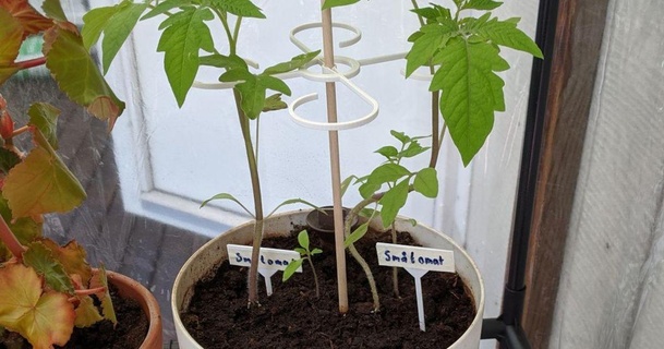Pflanze Unterstützung Rad Tomaten wackelig Pflanzen 3D Modelle Haushalt draussen Garten 3d print model - Mito3D