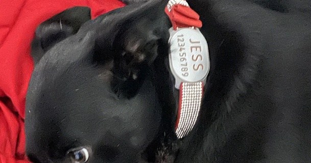 mascota collar etiqueta descenso rapido 3D modelos casa mascotas perro gato 3d print model - Mito3D