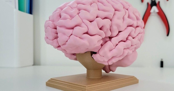 full size Humain cerveau Julia ebert 3D modèles apprentissage chimie biologie décoration halloween anatomie neuroanatomie 1 3d print model - Mito3D